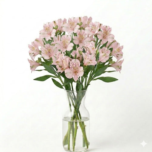 Alstroemeria 5 Tallos