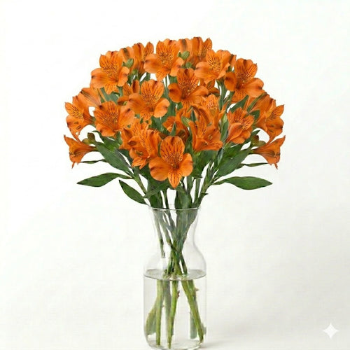 Alstroemeria 5 Tallos