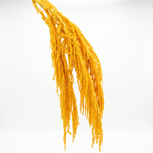 Amaranthus Preservado de Colores