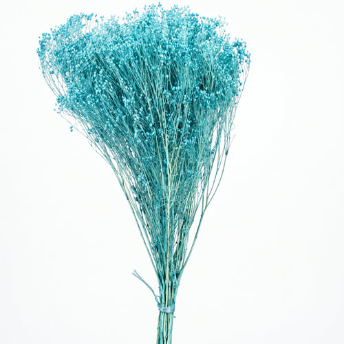 Brooms preservado de colores