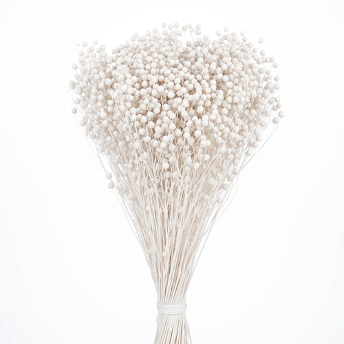 Brooms preservado de colores