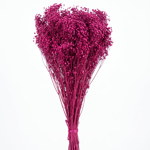 Brooms preservado de colores