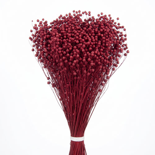 Brooms preservado de colores