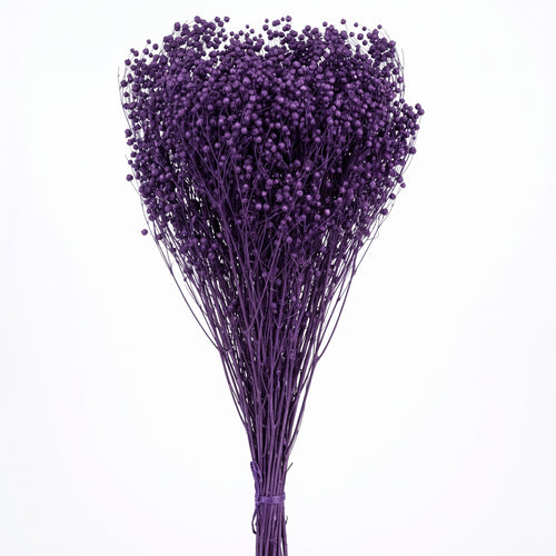 Brooms preservado de colores