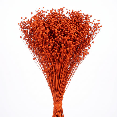 Brooms preservado de colores
