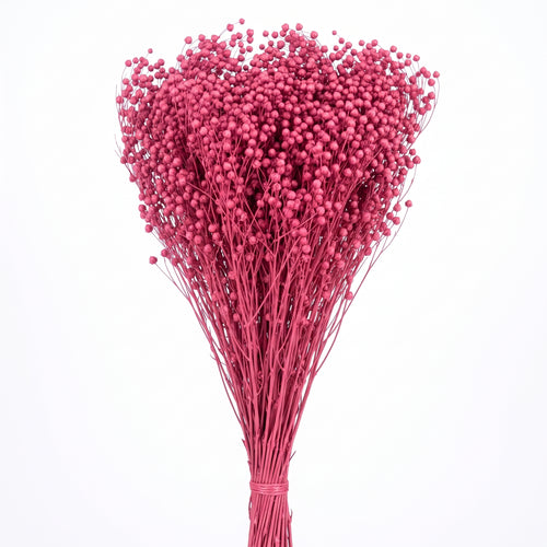 Brooms preservado de colores
