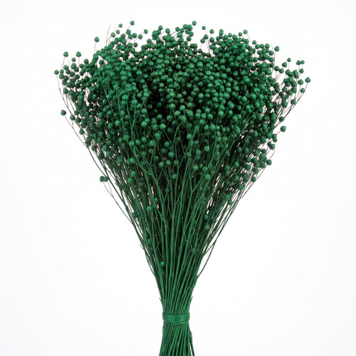 Brooms preservado de colores