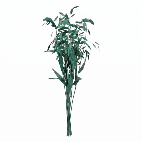 Chasmantium preservado de colores