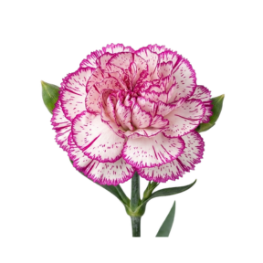 Clavel Bicolor