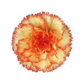 Clavel Bicolor