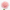 Clavel rosa, compra online clavel colores de siempre