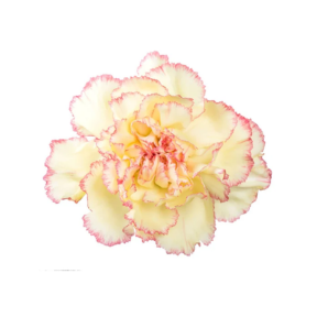 Clavel Bicolor