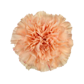 Clavel Novedad en jarrón para decorar