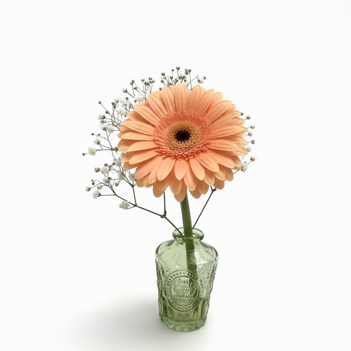 Gerbera