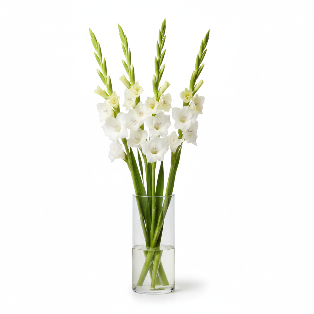 Gladiolo Blanco en jarrón para decorar