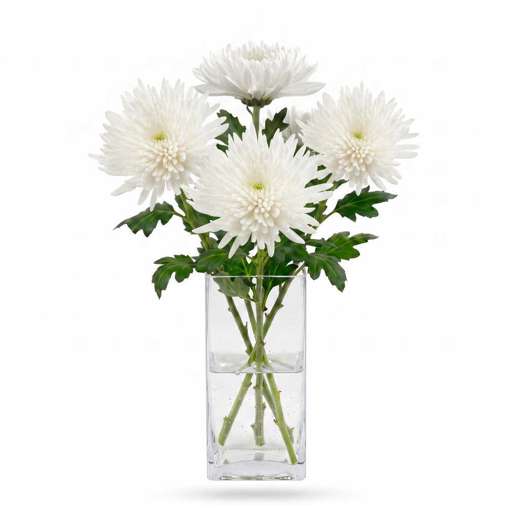 Margarita blanca de flor grande en jarrón para decorar