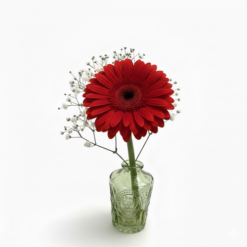 Gerbera