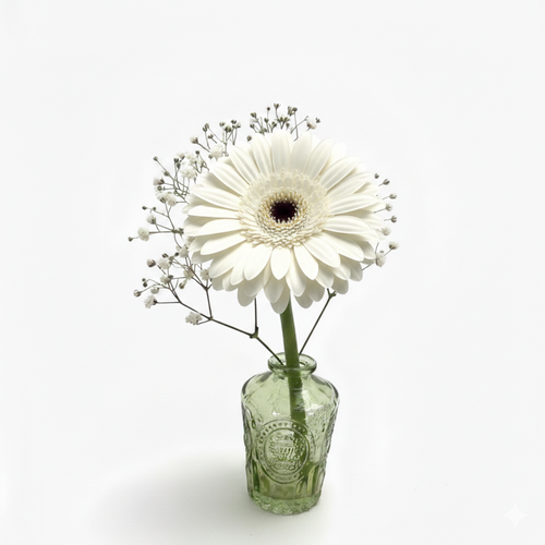 Gerbera