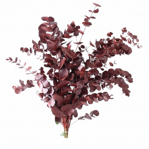Eucalipto Cinerea Tintado