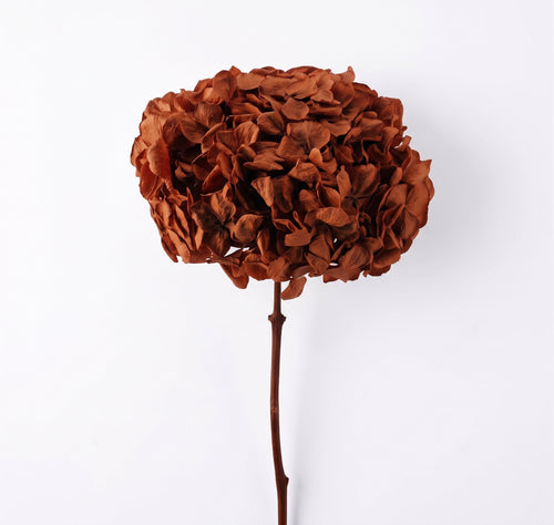 Hortensia Preservada Colores