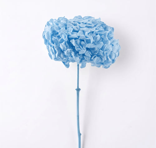 Hortensia Preservada Colores