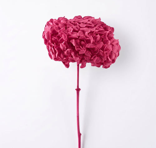 Hortensia Preservada Colores