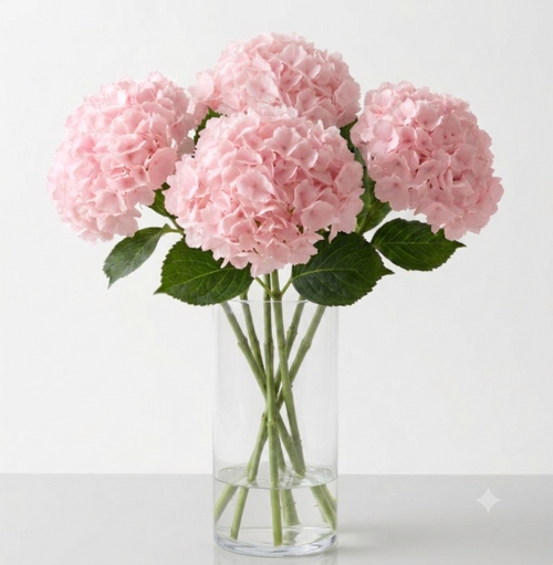 Hortensia