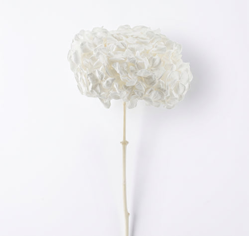 Hortensia Preservada Colores