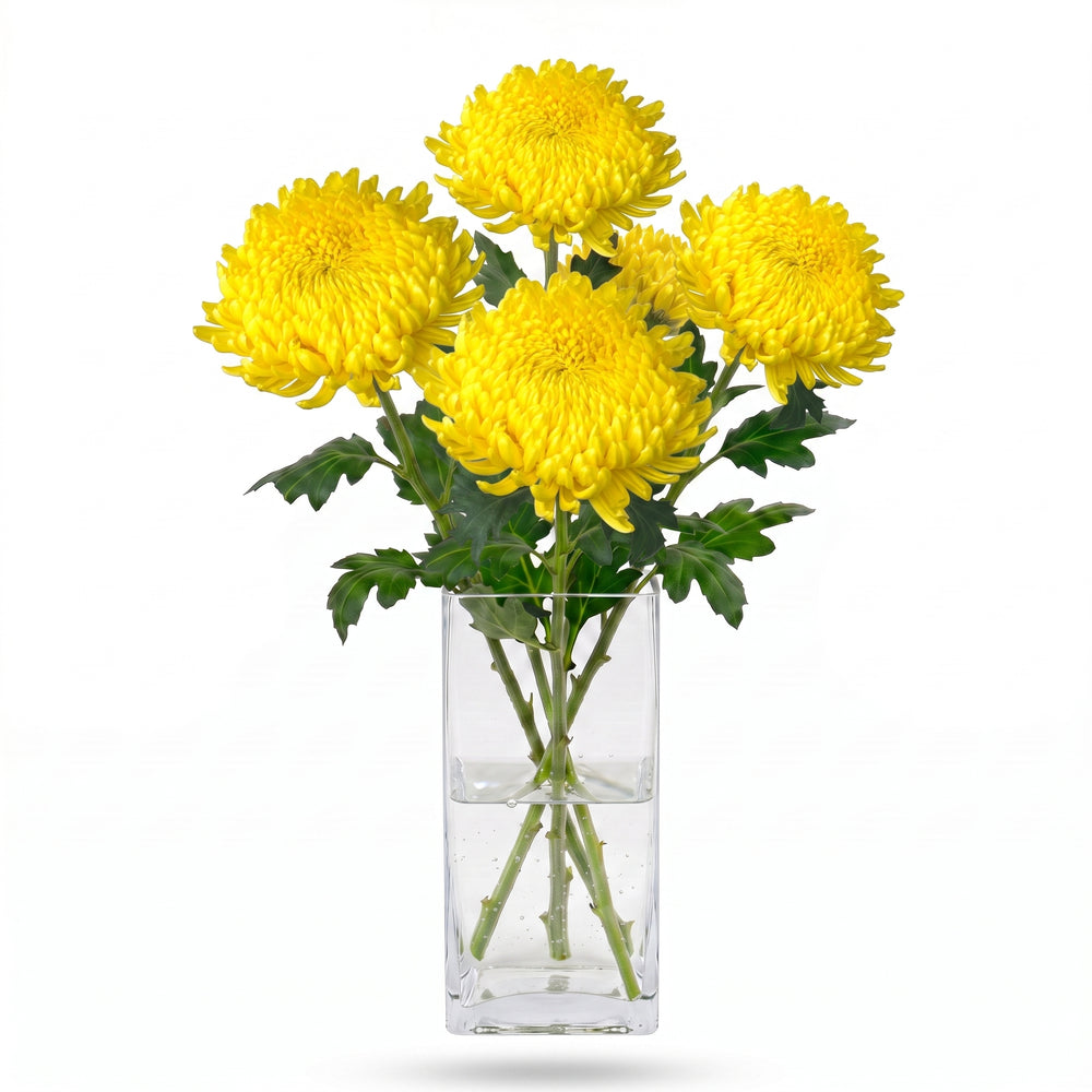Margarita amarilla de flor grande en jarrón para decorar