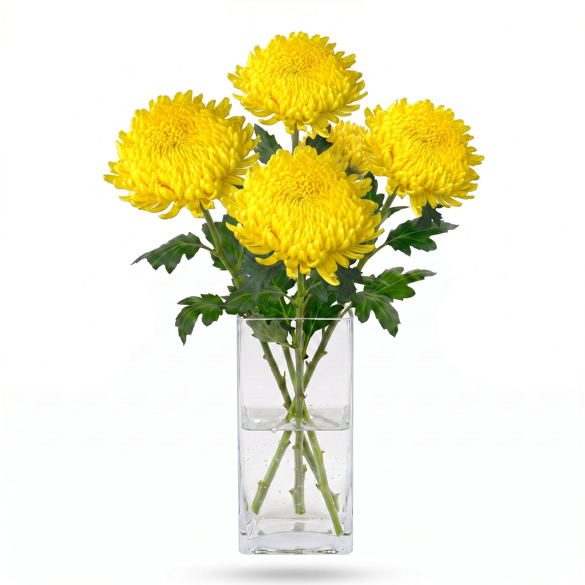 Margarita amarilla de flor grande para arreglos DIY