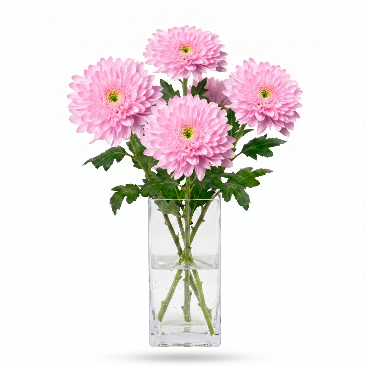 Margarita fresca rosa de flor grande