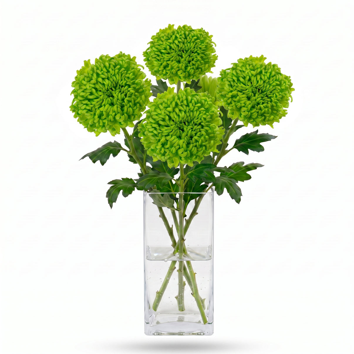 Regala margaritas frescas de flor gigante