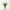 Tulipán blanco, regalar tulipán a domicilio