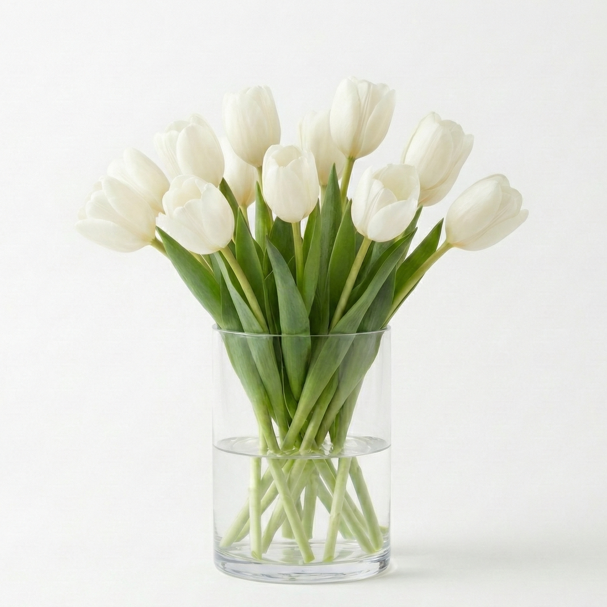 Tulipán blanco, regalar tulipán a domicilio