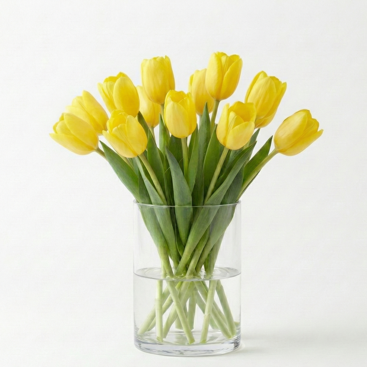 Tulipán amarillo, regalar flores amarillas