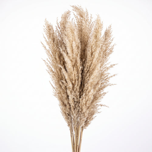 Pluma de Pampa mini Seca