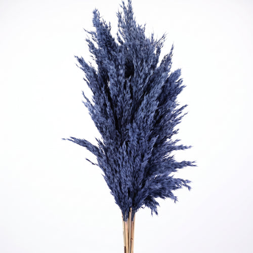 Pluma de Pampa mini Seca
