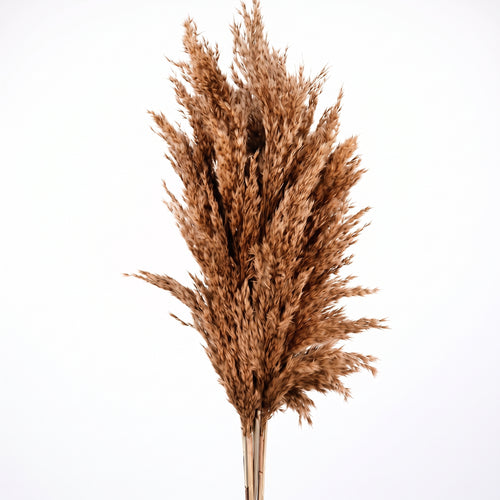 Pluma de Pampa mini Seca