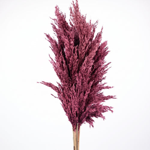 Pluma de Pampa mini Seca