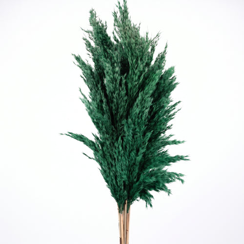 Pluma de Pampa mini Seca