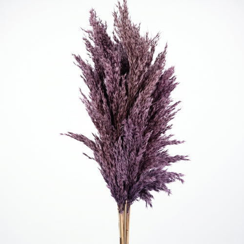 Pluma de Pampa mini Seca