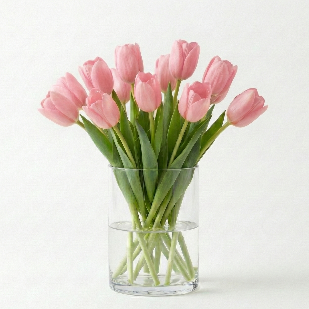 Tulipán Rosa, regalar tulipán a domicilio
