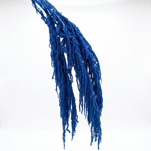 Amaranthus Preservado de Colores