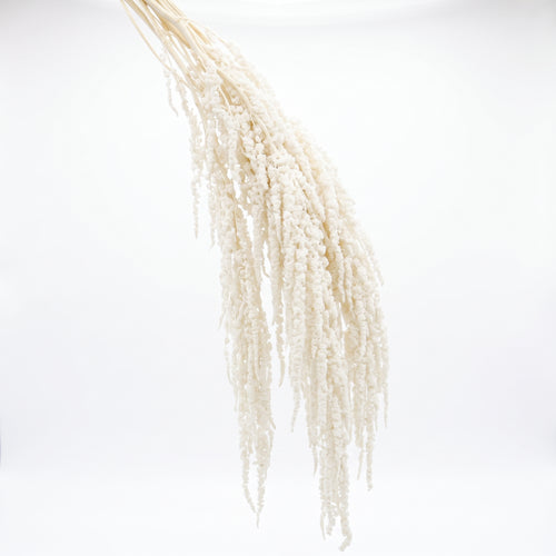 Amaranthus Preservado de Colores