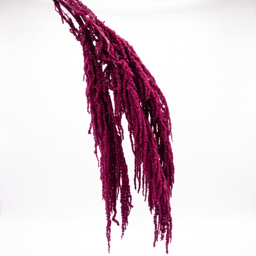 Amaranthus Preservado de Colores
