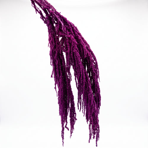 Amaranthus Preservado de Colores