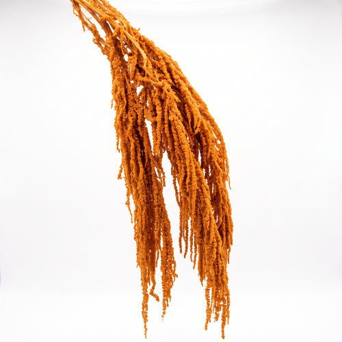 Amaranthus Preservado de Colores