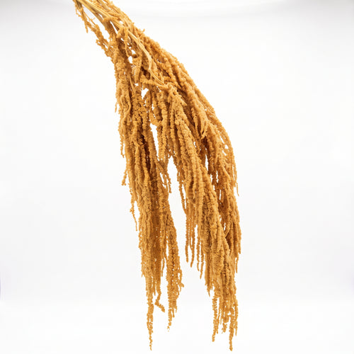 Amaranthus Preservado de Colores