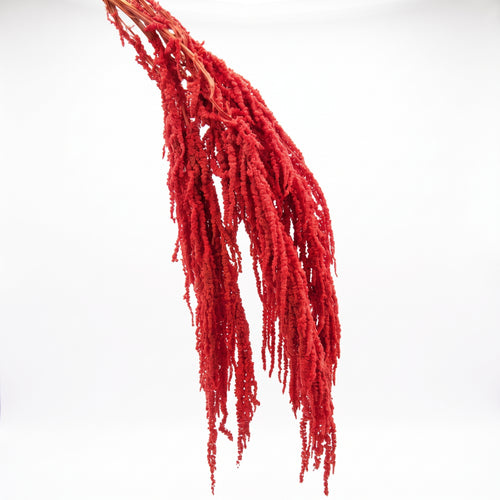 Amaranthus Preservado de Colores