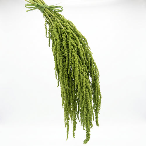 Amaranthus Preservado de Colores